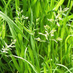 Семена n0skpz2v0jsom1oz6qg5enpmdn04guw2.jpeg